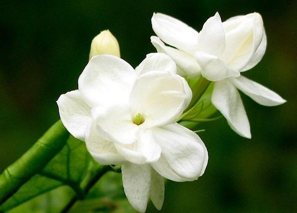 室内养栀子花的功效与作用，栀子花的六大作用（家里养株“栀子花”）