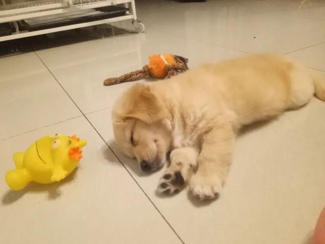 金毛犬，6种狗狗小时候和长大的对比（金毛犬的优缺点及性格）