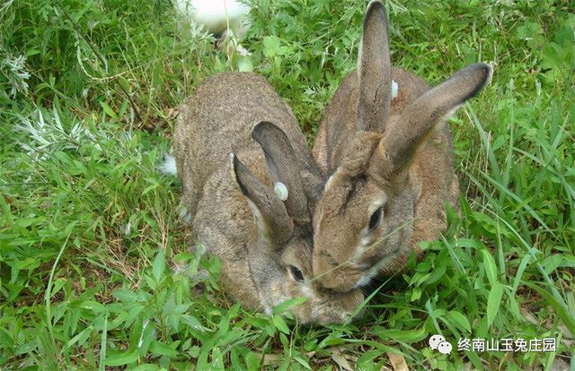 宠物兔有什么品种，宠物兔有什么品种温顺（常见兔子品种及图片）