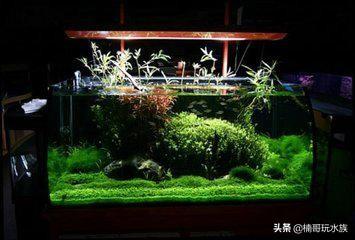 热带鱼种类，30种常见热带观赏鱼（水族小知识之热带鱼）