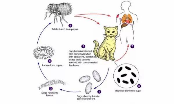 猫抓病怎么治疗图片