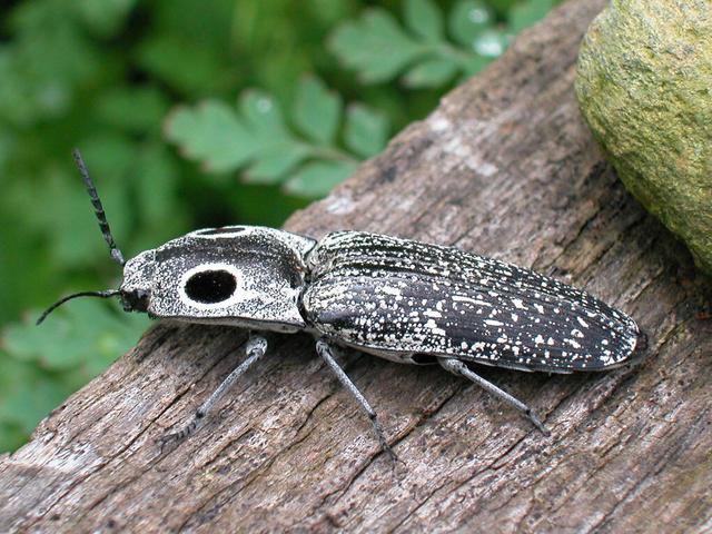 叩头虫（叩头虫图片，叩头虫为什么会叩头（中药材叩头虫）