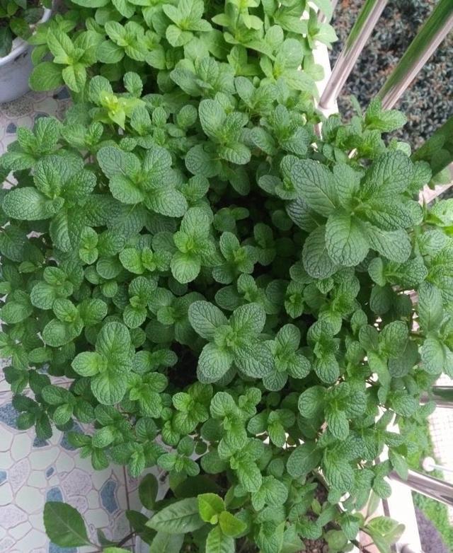 薄荷苗怎么移植，薄荷苗怎么移栽（春秋撒下种子）