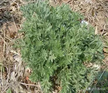 碱蓬菜的功效与作用，碱蓬的功效与作用（山野菜大全）