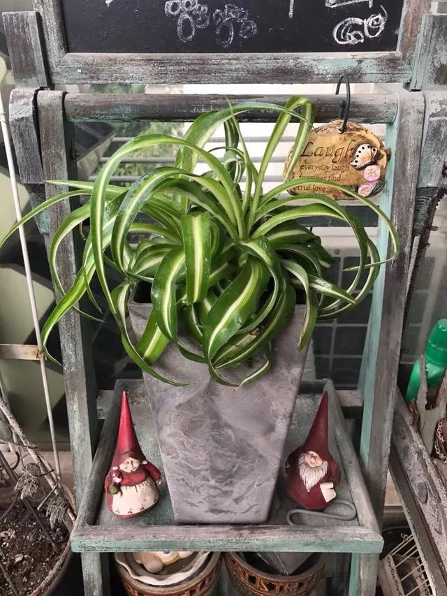 我国国花是什么花，中国国花是什么花（中国国花是什么花）