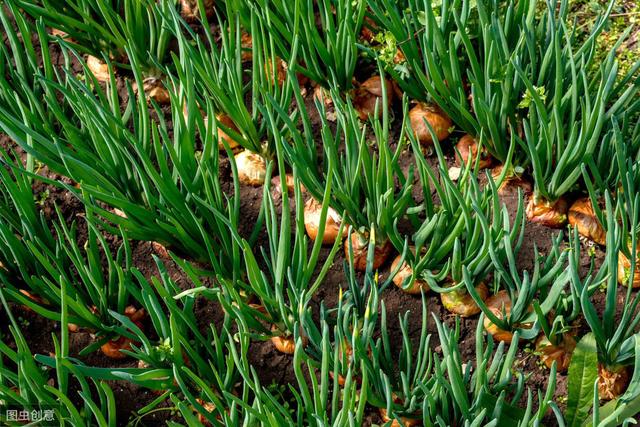 洋葱如何培育种植，洋葱如何培育种植方法（需要注意这些细节——洋葱种植流程）