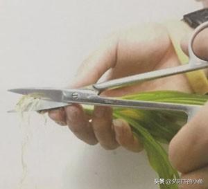 种植迷你矮珍珠的方法，矮珍珠怎么种植方法（4种正确栽种方法）