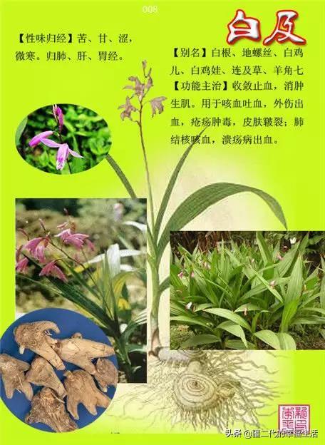 常见中草药图谱，中草药经典图谱（让你知道常用药都长啥样）