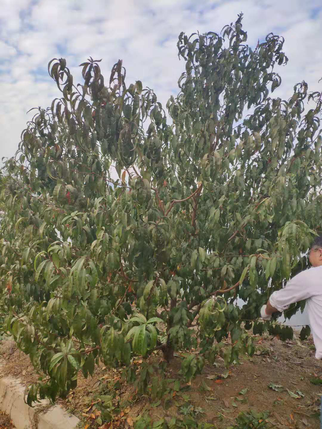 桃树的修剪方法，如何做好桃树的整形修剪