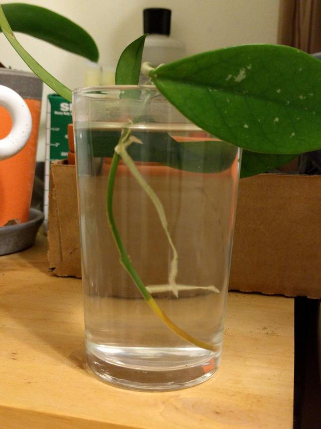 水培多肉怎么养殖，水培多肉怎么养殖方法视频（在水中培育多肉植物）