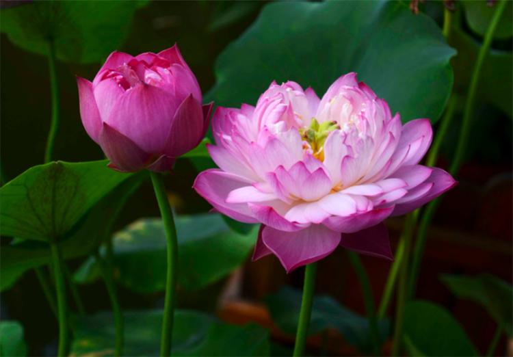 荷花是莲花吗(</td-<tdclass=