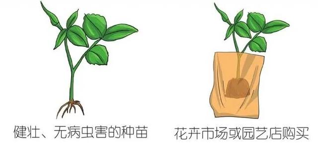 玫瑰要怎么养才长得好，难在正确的栽种方法与步骤