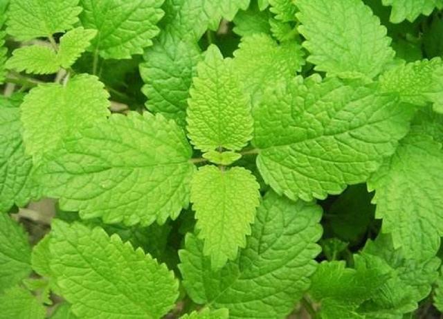 薄荷脑是什么东西，天然薄荷脑是什么东西（这种叶子很值钱）
