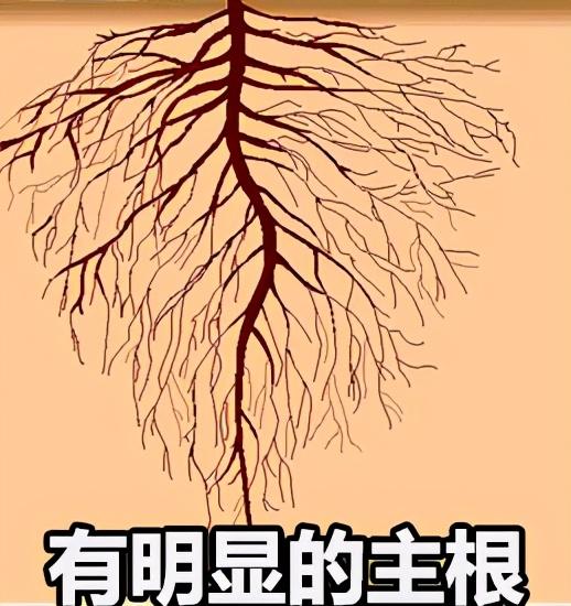 直根系和须根系植物，直根系和须根系植物图片（神奇的植物<植物的根>）