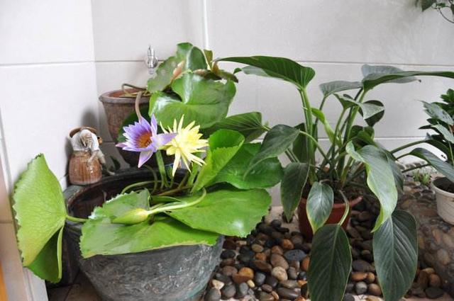 怎么样种植睡莲，睡莲种植方法 家养（在家赏睡莲不是梦）