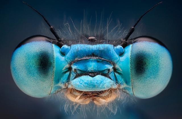 蜻蜓的特点是什么，蜻蜓的特点是什么技能（蜻蜓的特点是什么）