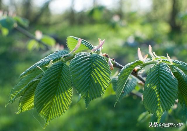 榆树叶，又是一年榆钱香（榆树叶子）