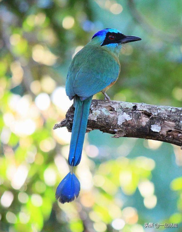一个东一个鸟怎么读，一个东一个鸟怎么念（见过好多鸟名生僻字）