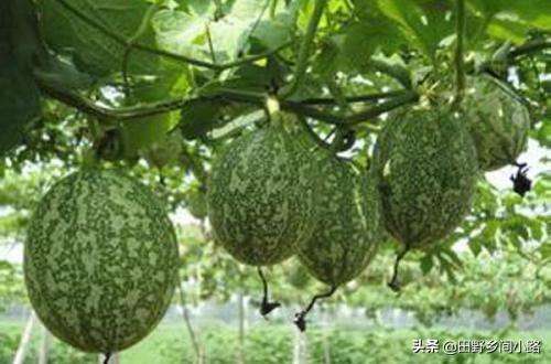 吊瓜子的种植方法，种植吊瓜的栽培过程和要点