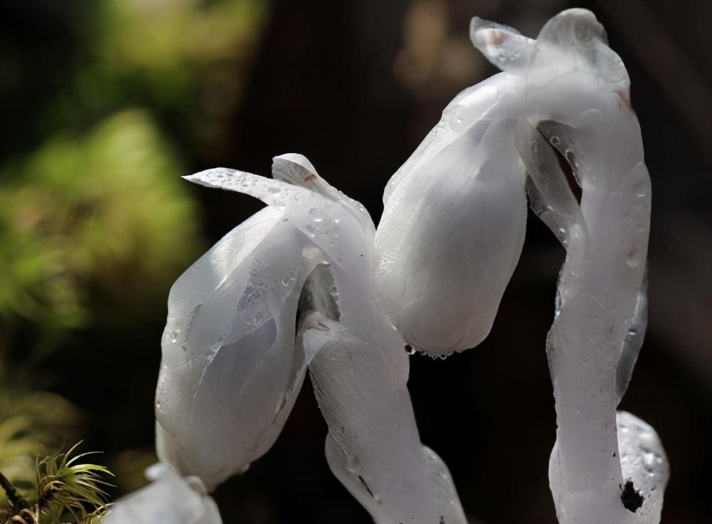 水晶兰的花语,花卉别名有意思