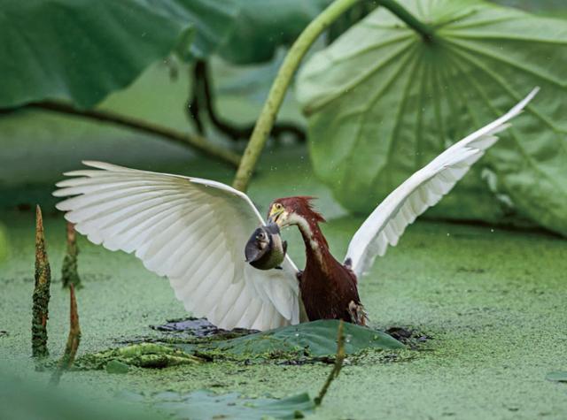 乌江道上古诗李白，乌江道上古诗李白没铁（乌江道上古诗李白赏析）