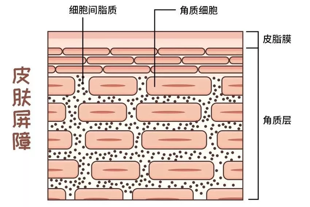 羊毛的主要成分（四步教你看懂护肤品成分表）