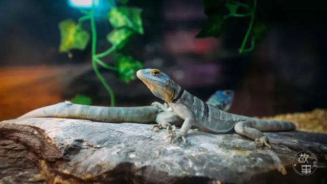 冷血动物有哪些，冷血动物有哪些特征（这个人养了上百只“冷血动物”）