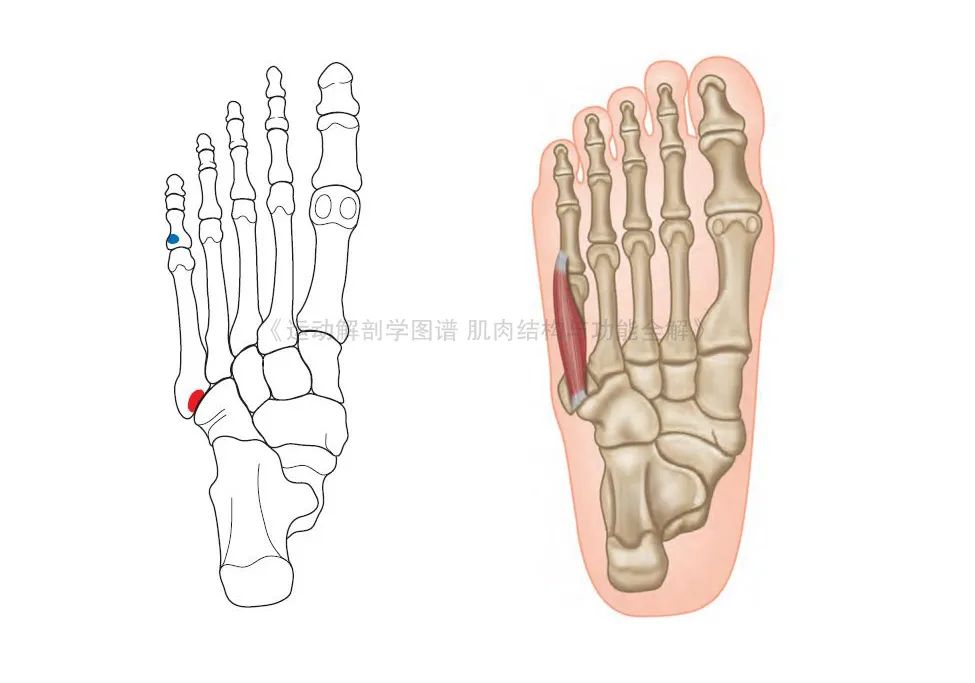 脚的各个部位详细图（足部肌肉解剖图解及展示）