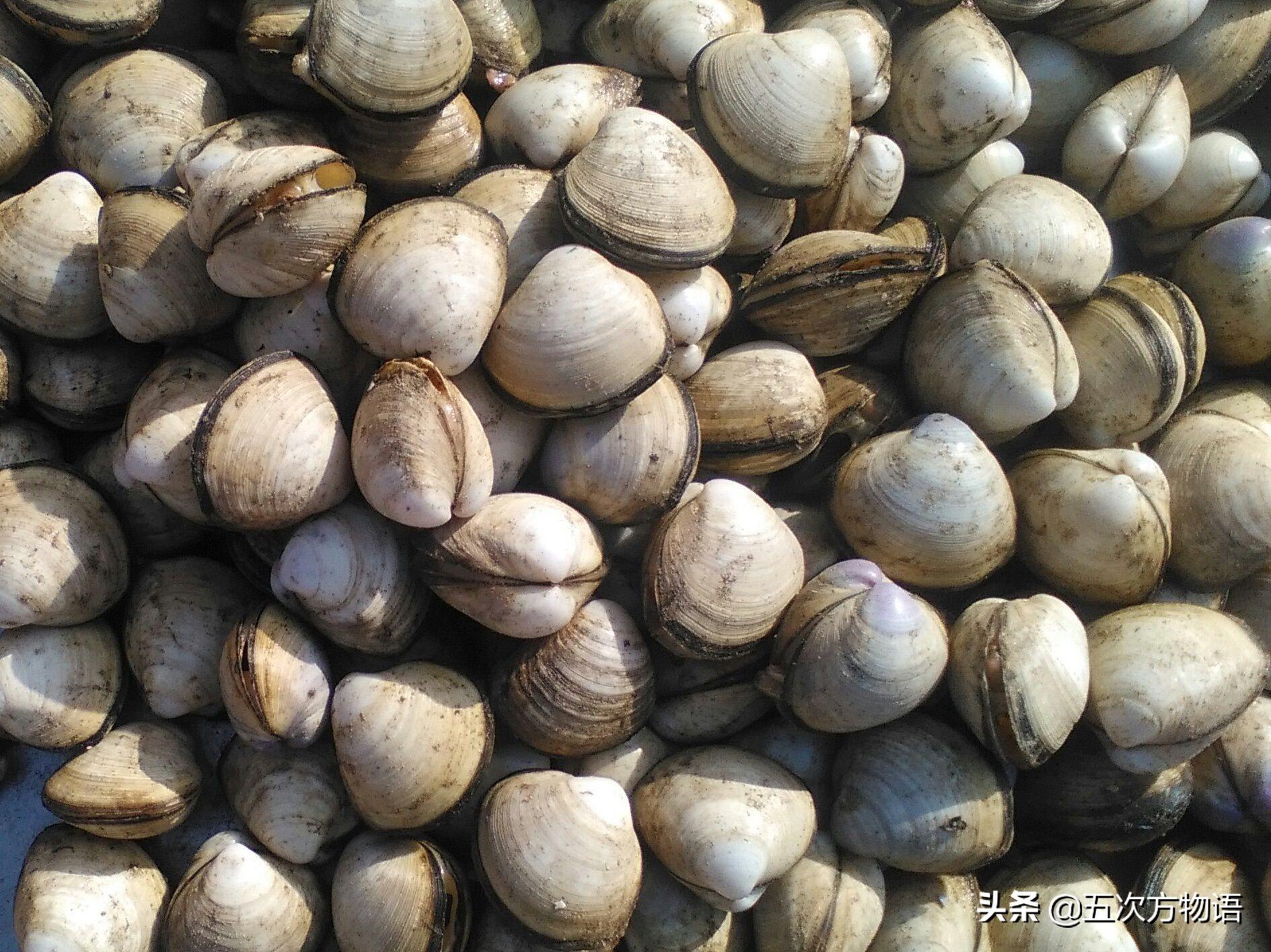 马珂蛤科(蛤蜊科)