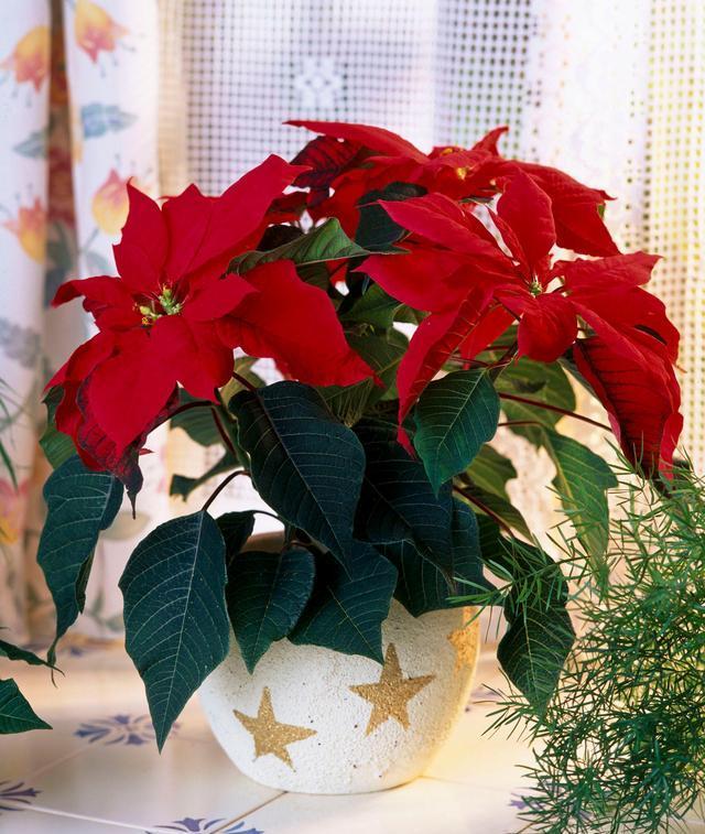 这6盆花专吃“病毒”，现在家家户户都在养（常见常养的6种“带毒花”）