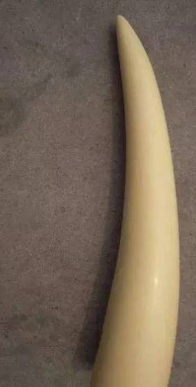 二代合成猛犸牙（说说文玩各种“牙”）