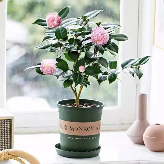 我国国花是什么花，中国国花是什么花（中国国花是什么花）