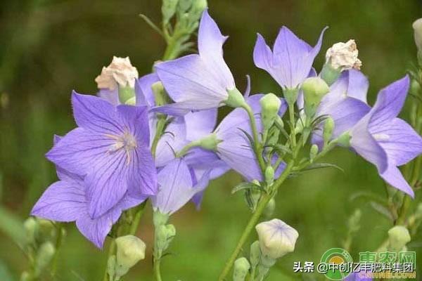 桔梗花语是什么，桔梗花的花语及养殖方法