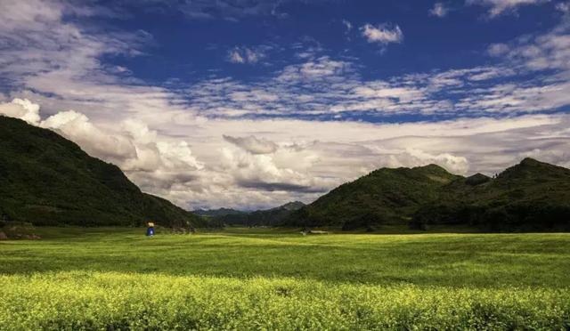油菜花开的季节，适合家庭室内养的花与绿植（2019年全国油菜花开放时间表）