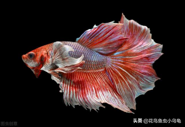 斗鱼吃什么，养出漂亮的斗鱼，实际上很简单（斗鱼吃什么食物最好）