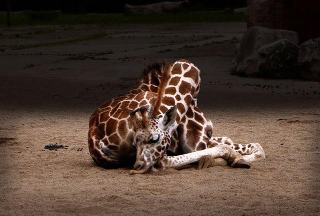招头肉是什么，眼头红色的肉是什么（动物的那些秘密1）