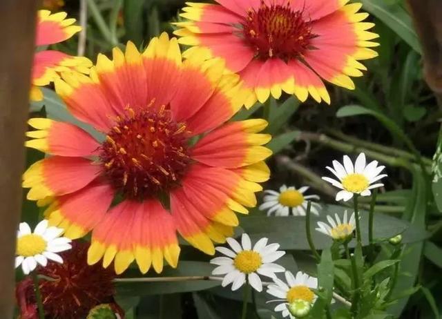 国花是什么，世界各国国花<第一辑>（俄罗斯的国花是什么）