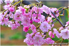 中国樱花有几个品种，中国樱花树品种（这81种樱花）