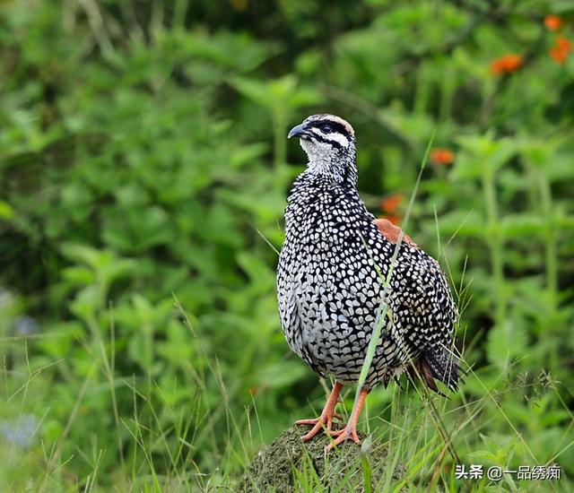 一个东一个鸟怎么读，一个东一个鸟怎么念（见过好多鸟名生僻字）