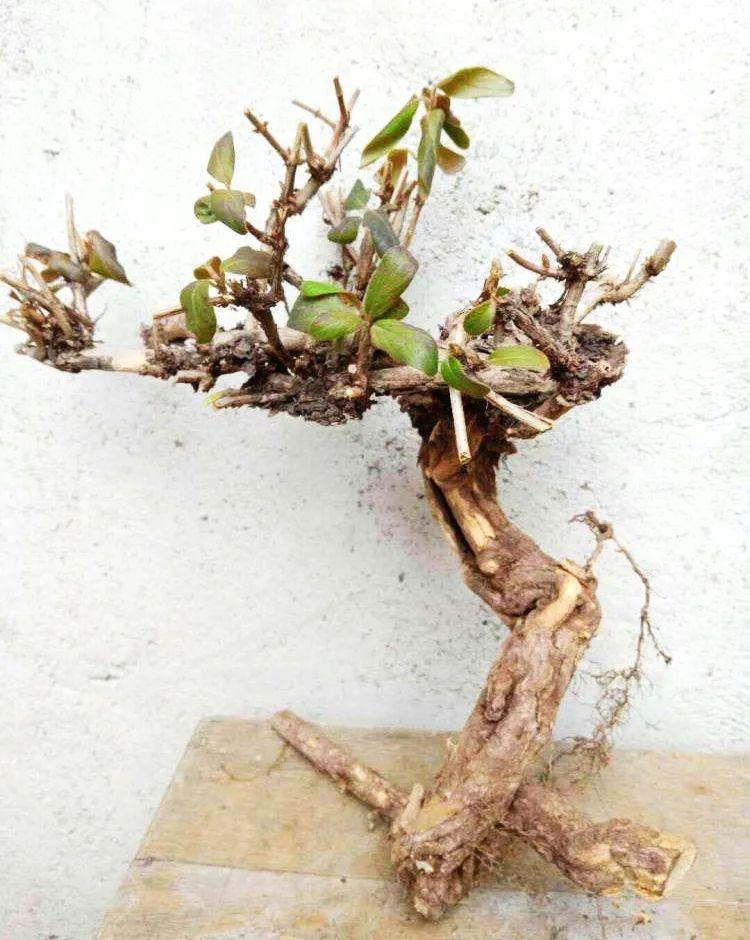 金银花盆景怎么样(压条3年成景,播种5年成景,实在太容易了) - 彝家