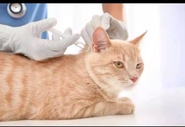 两个月大的猫咪的训养方法，怎么训练两个月的猫咪（新手怎么喂养和训练两个月的小奶猫）