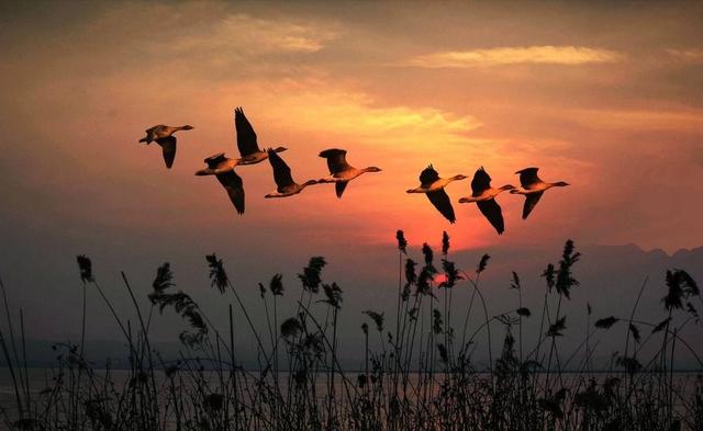 玉门关是什么意思，春风不度玉门关是什么意思（作为中原通往西域的重要通道玉门关）