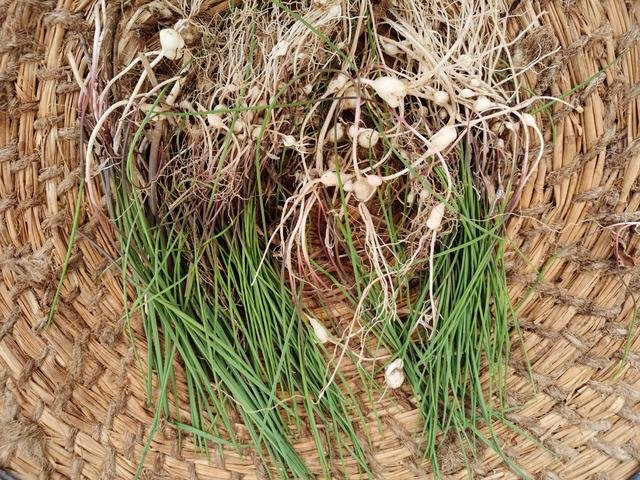 蕖菜的作用药用价值，蕹菜的药用价值（后4种好多人都不知道真名叫什么）