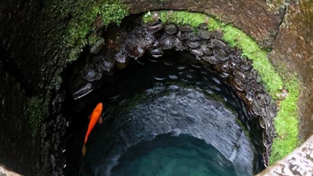 鱼不喂食会饿死吗，观赏鱼半个月不喂食会不会饿死（10年也“饿”不死）