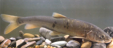 三叶唇鱼介绍，双唇鱼学名叫什么（鱼类：中国淡水鱼类图谱）