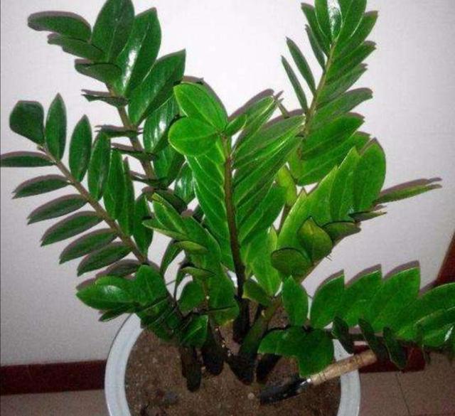 金钱树禁忌摆放位置，客厅金钱树摆放位置（否则植株长势瘦弱）