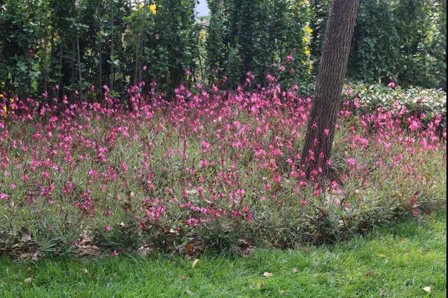 华东常见花境植物，品种还是品质、进口还是乡土、冷色还是暖色