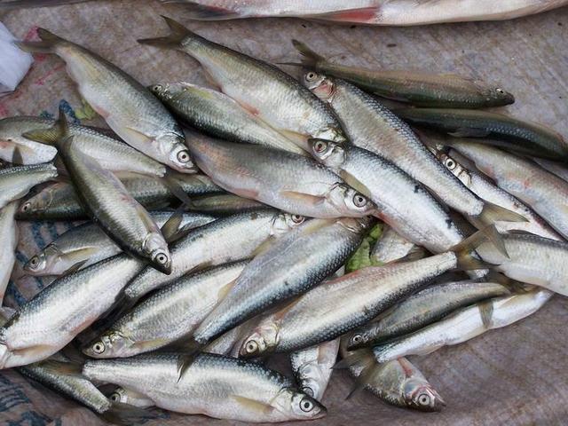 白条鱼能长多大，白条鱼和翘嘴鱼的区别（在安徽老家钓获巨型白条鱼）