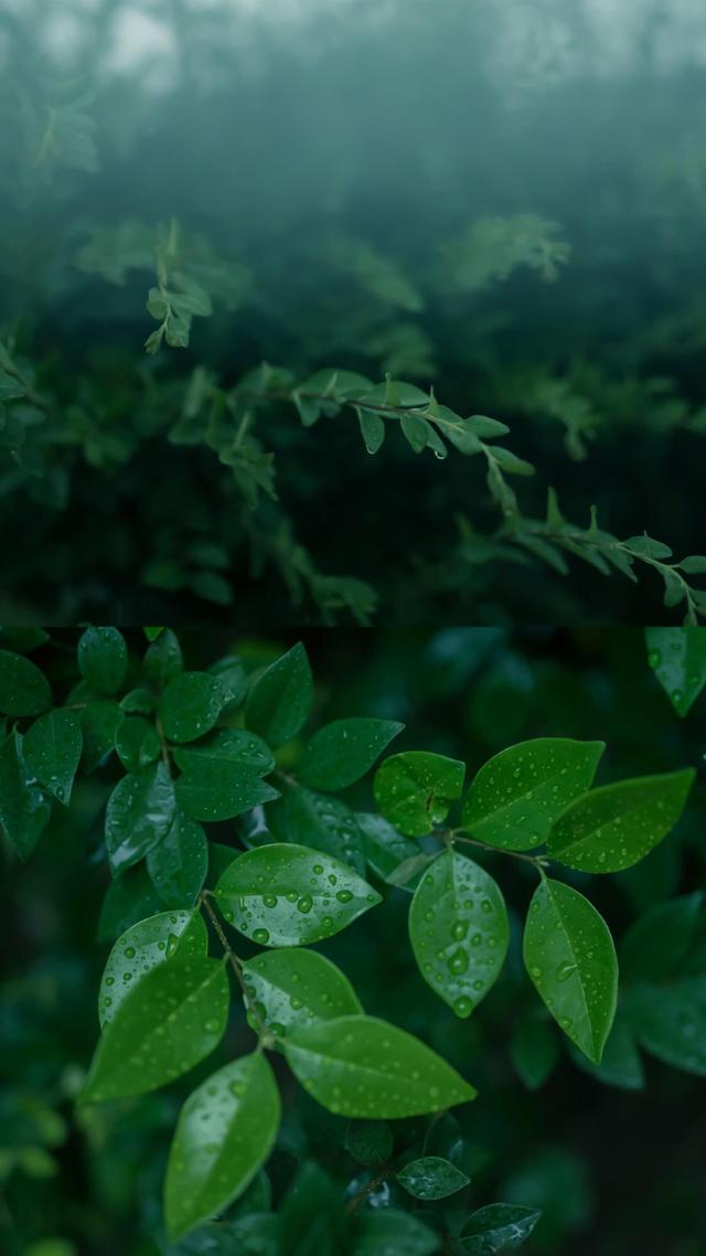 优质唯美壁纸，唯美好看壁纸（20张精选唯美壁纸图片）