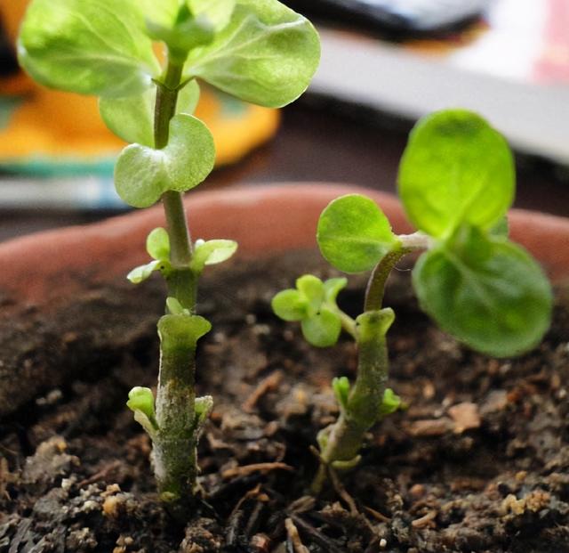 薄荷苗怎么移植，薄荷苗怎么移栽（春秋撒下种子）